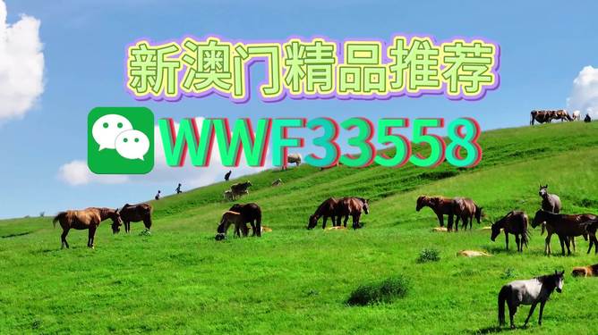 揭秘精準四生肖，探尋數(shù)字組合77777與88888背后的奧秘，揭秘精準四生肖與神秘數(shù)字組合77777與88888的奧秘探索