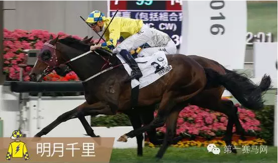 香港馬，77777與88888的傳奇故事，香港賽馬傳奇，77777與88888的傳奇篇章